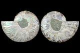 Cut & Polished Ammonite Fossil - Agatized #78557-1